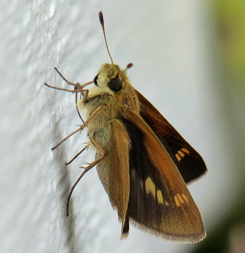 Tawny-edged Skipper