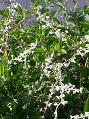 Anredera cordifolia