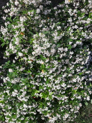 Trachelospermum jasminoides