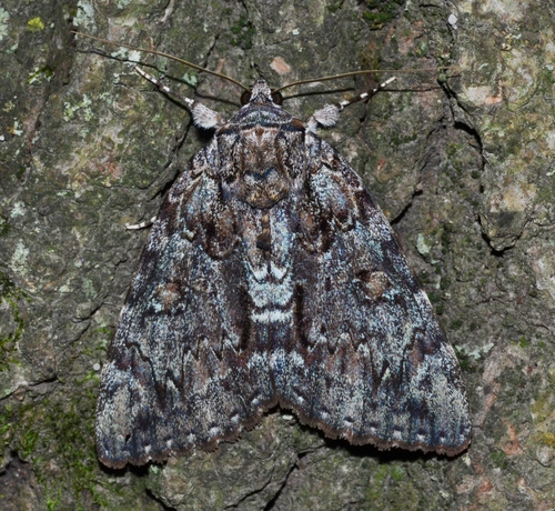 Tearful Underwing photo 3