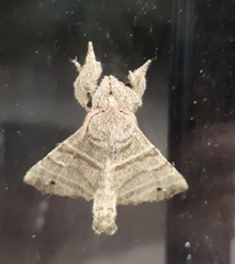 Apatelodidae