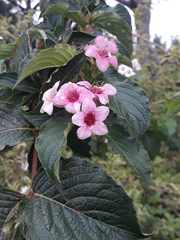 Weigela florida
