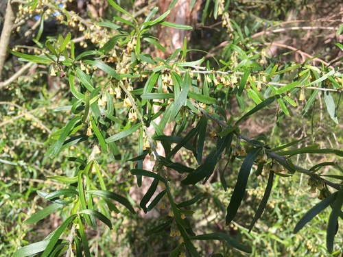 Image of Tree Violet (Melicytus dentatus) by (c) J. Sayers, some rights reserved (CC BY)