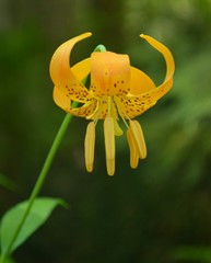 Lilium pardalinum shastense
