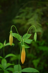 Lilium pardalinum shastense