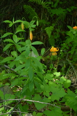 Lilium pardalinum shastense