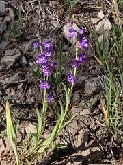 Penstemon neomexicanus
