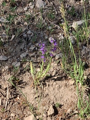 Penstemon neomexicanus