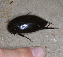 Hydrophilus insularis