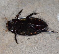 Hydrophilus insularis