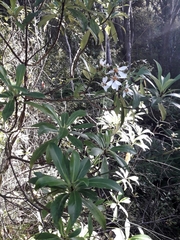 Brachyglottis kirkii