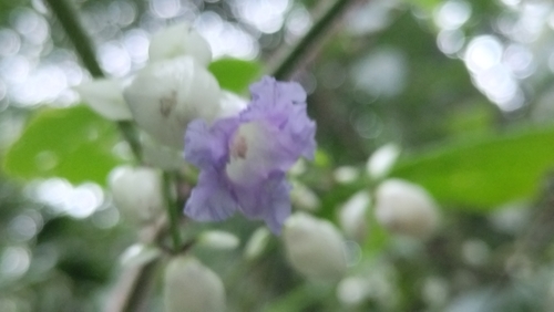 Strobilanthes heyneana observed 2024-09-13