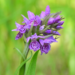 Dactylorhiza sibirica