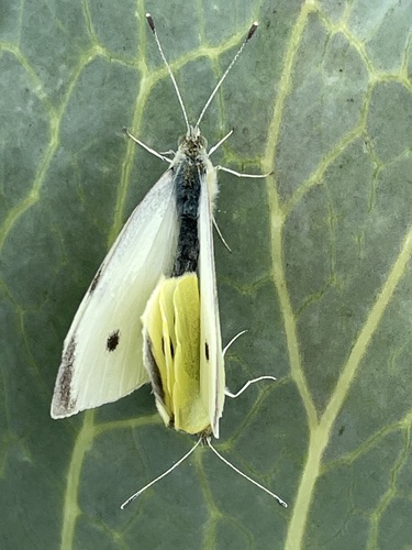 Pieris rapae