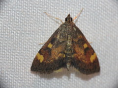 Pyrausta aurata