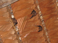 Emballonuridae