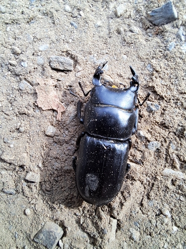 Dorcus musimon