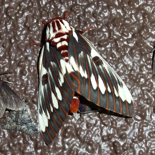 Splendid Royal Moth photo 4
