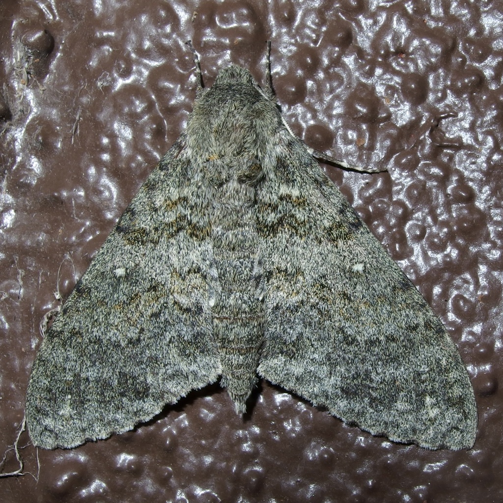 Muscosa Sphinx