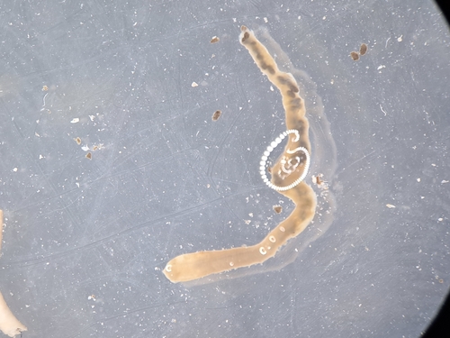 Heteromastus filiformis