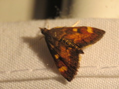 Pyrausta aurata