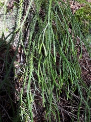 Phlegmariurus billardierei