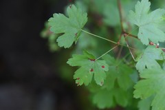 Acer glabrum