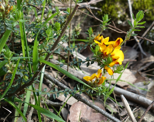 Image of Pultenaea gunnii by (c) yatesy, some rights reserved (CC BY)