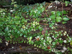 Metrosideros carminea