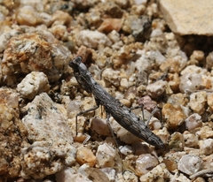 Litaneutria pacifica