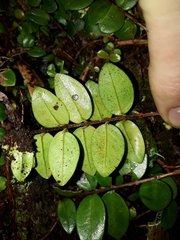 Metrosideros carminea