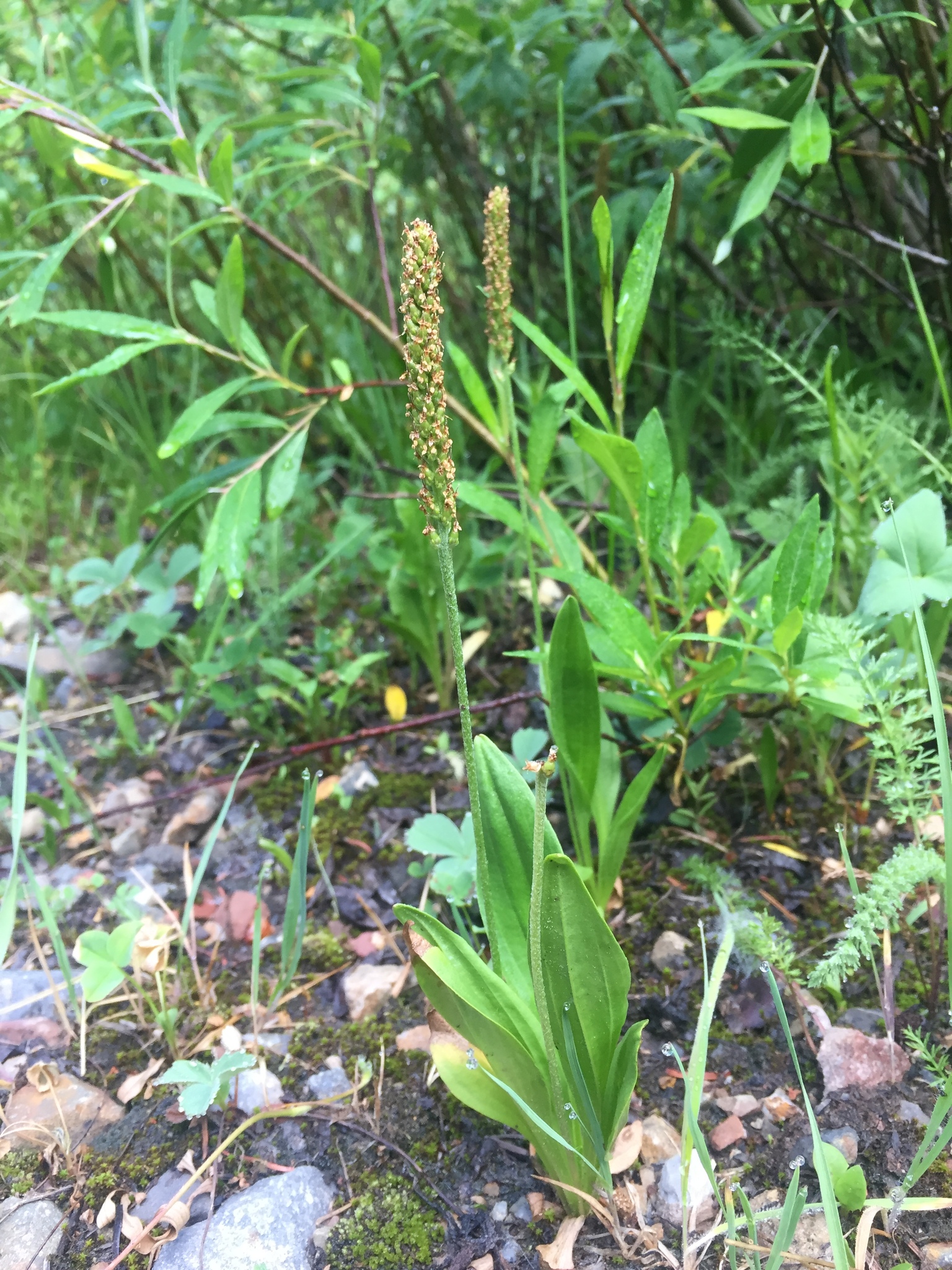 Plantago tweedyi
