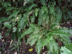 Blechnum norfolkianum