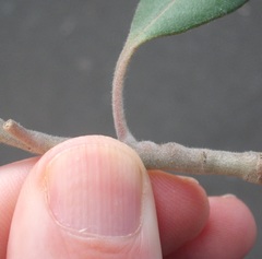 Lecanochiton actites
