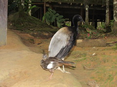 Cracidae