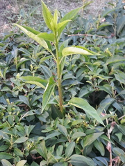 Forsythia viridissima