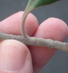Lecanochiton actites