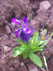 Gentianopsis barbellata