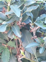 Forsythia viridissima