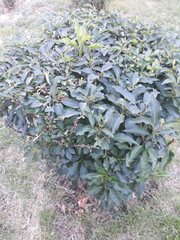 Forsythia viridissima