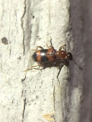Vacusus vicinus