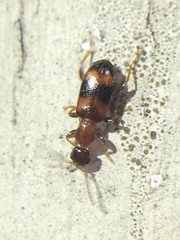 Vacusus vicinus
