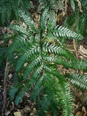 Pteris carsei