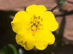 Potentilla diversifolia