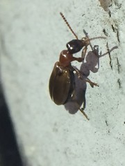 Omonadus floralis