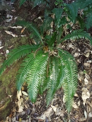 Blechnum norfolkianum