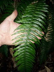 Blechnum norfolkianum