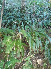 Blechnum norfolkianum