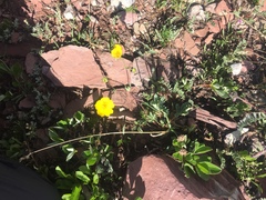 Potentilla diversifolia