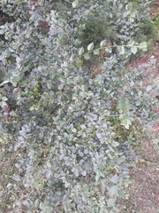 Cotoneaster adpressus